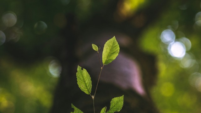 Tu sistema nervioso está decidiendo por ti (y no lo sabes)